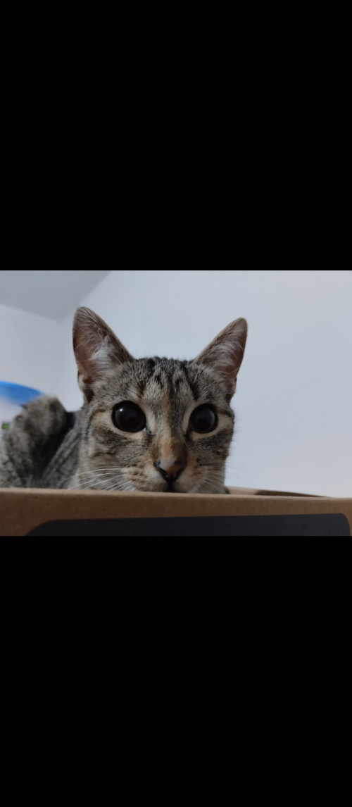 Mimi