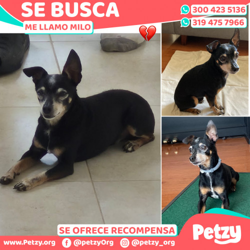 Foto de mascota Milo