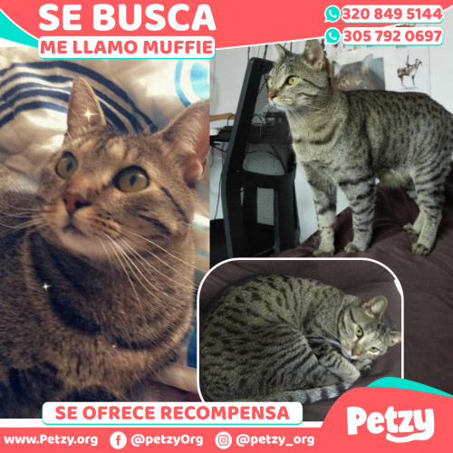 Foto de mascota Muffie 