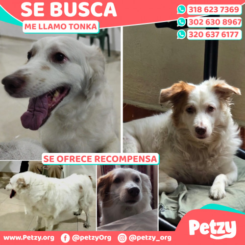 Foto de mascota Tonka