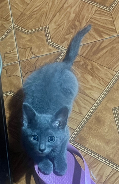 Ramón