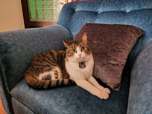 Nala