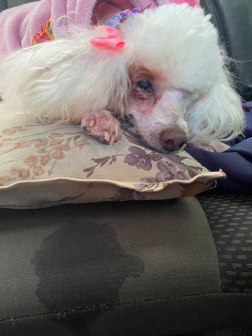 Cholita