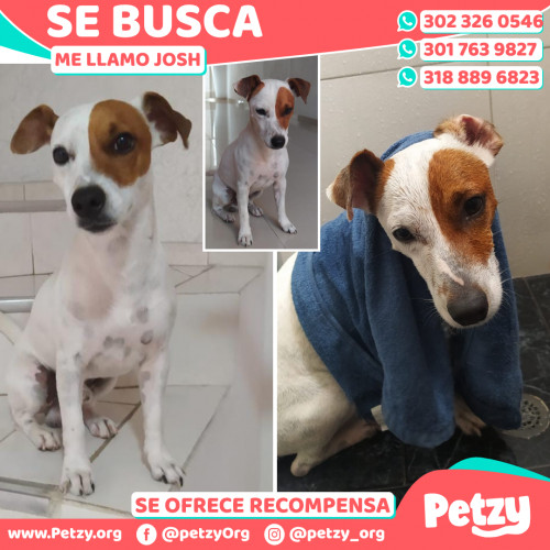 Foto de mascota Josh