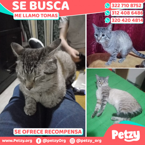 Foto de mascota Tomas