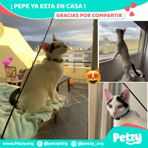 Foto de mascota Pepe