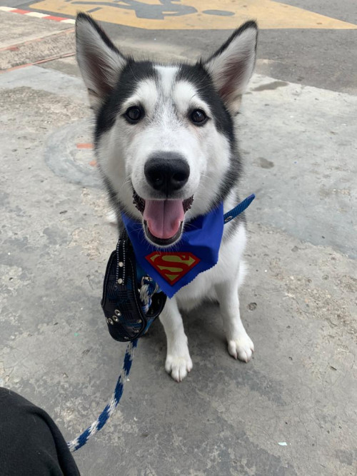Draco