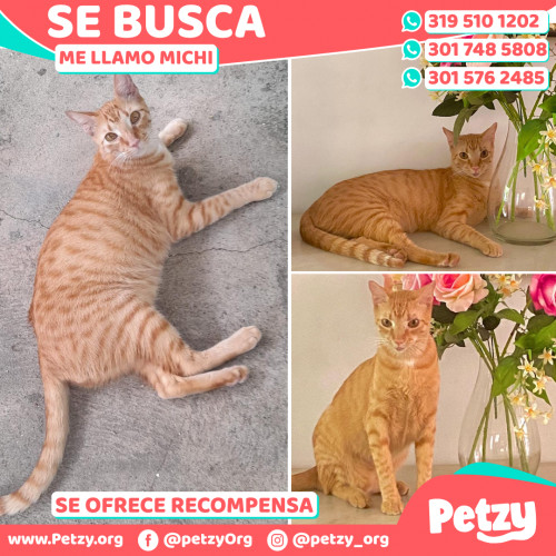 Foto de mascota Michi