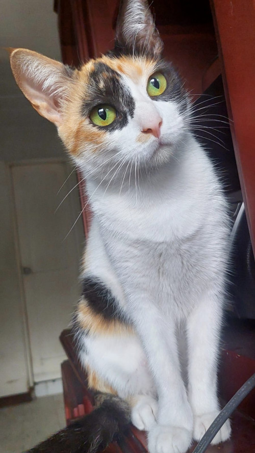 Naisha