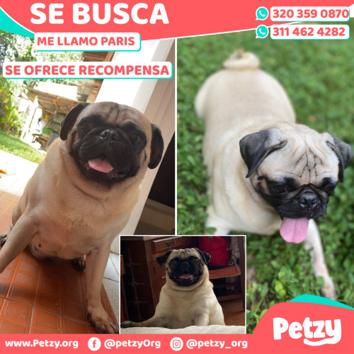 Foto de mascota Paris 