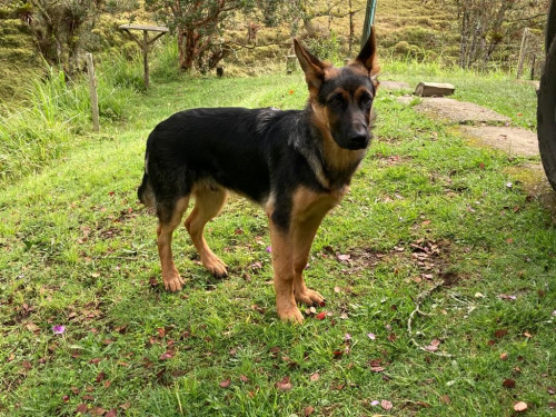 Baltazar