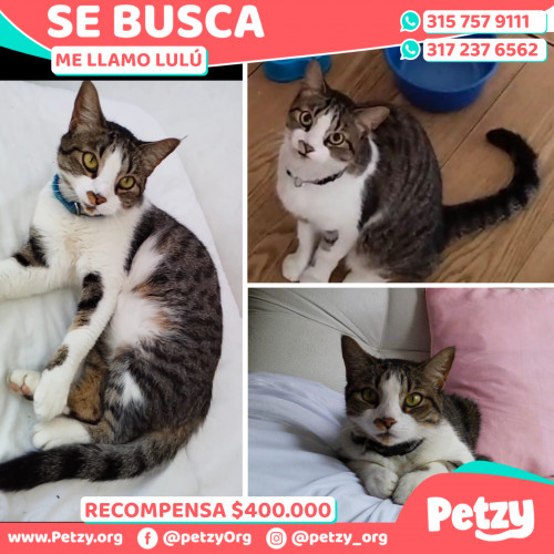 Banner de Lulú