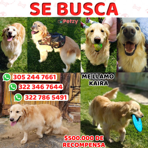 Foto de mascota Kaira Rodríguez