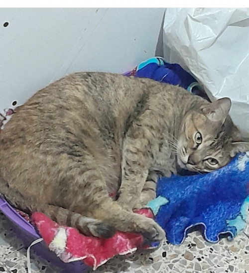 Niña