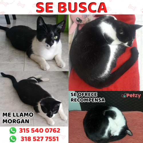 Foto de mascota Morgan