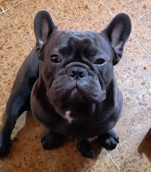Maxi