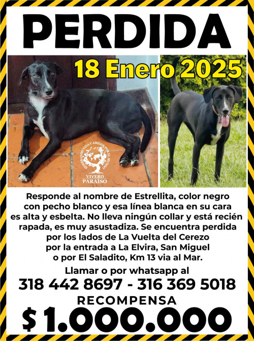 Estrellita