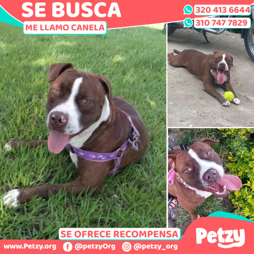 Foto de mascota Canela