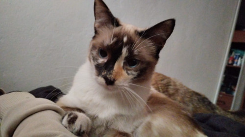 Khalessi