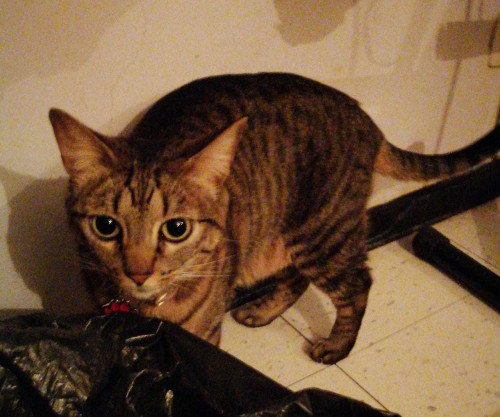 Kira