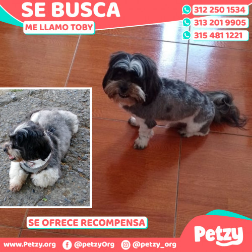 Foto de mascota Toby