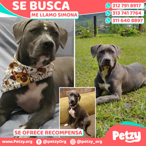 Foto de mascota Simona