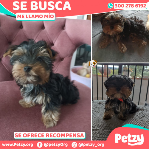 Foto de mascota Mío