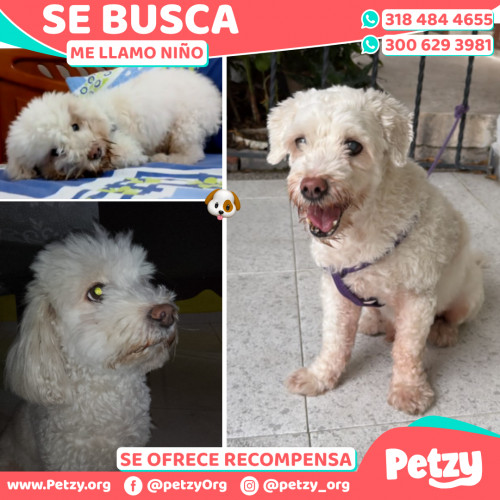 Foto de mascota Niño