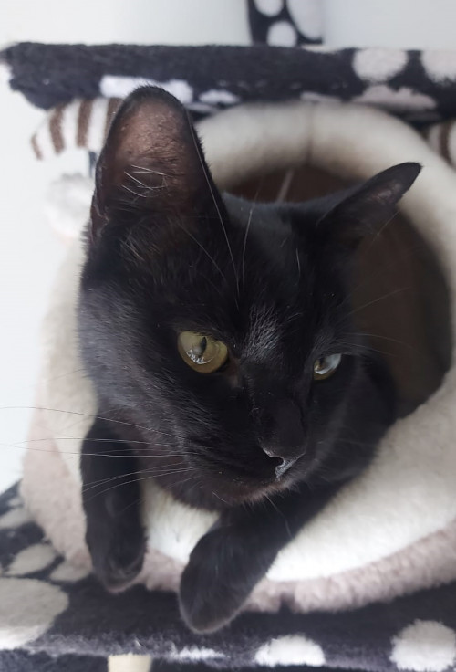 Negrito