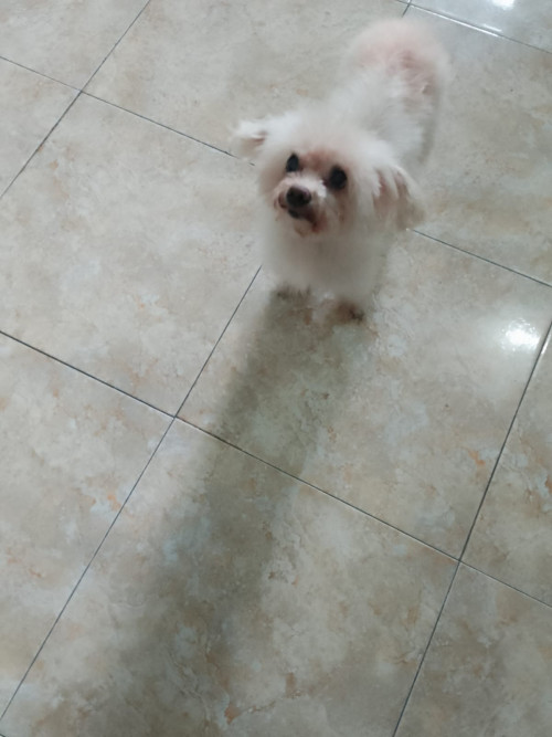 Peluche