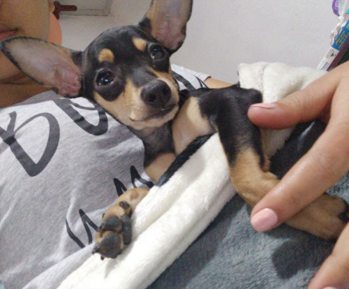 Coquito