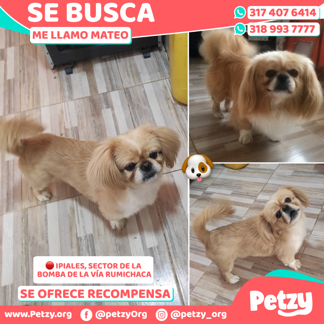 Mateo