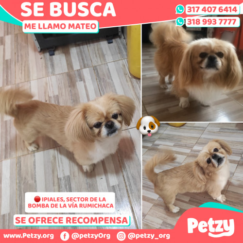 Mateo