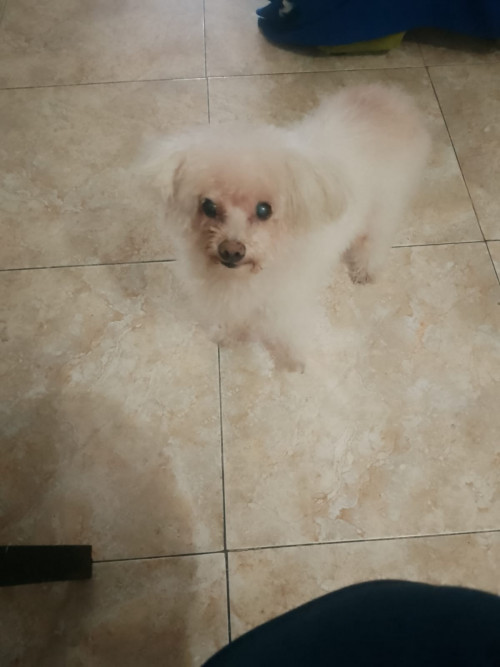 Peluche
