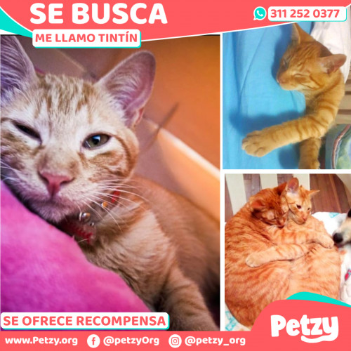 Foto de mascota Tintín