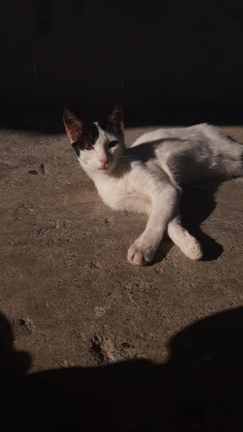 Coco