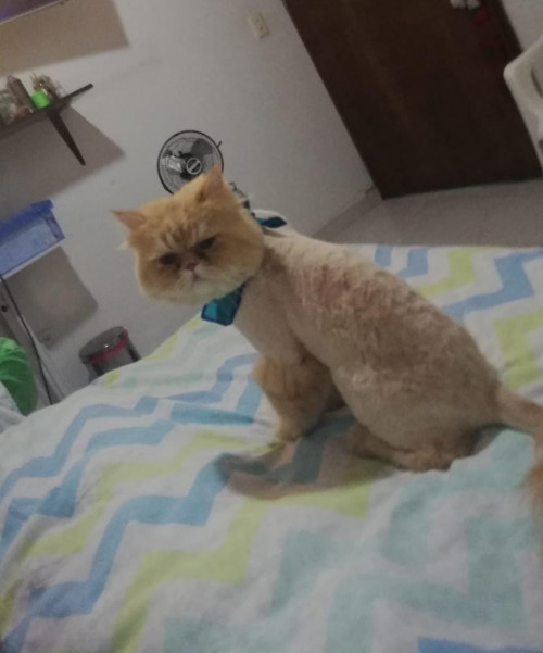 Garfield