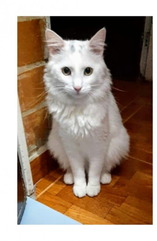 Wisky