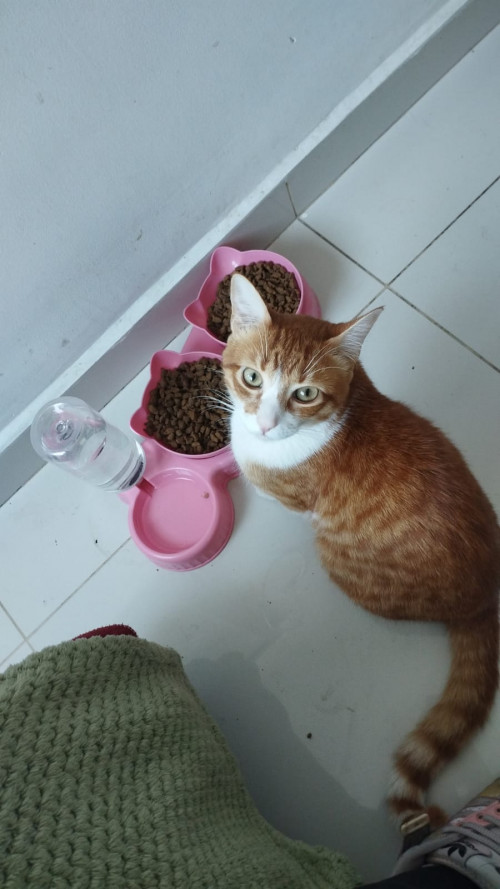 Taiyou