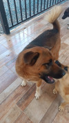 Foto de Aquiles en Yumbo Valle del Cauca #4