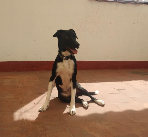 Oreo