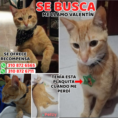 Foto de mascota Valentín