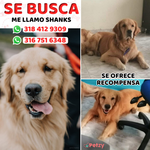 Foto de mascota Shanks