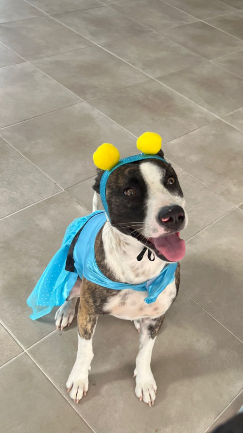 Panchita