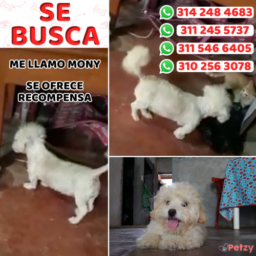 Foto de mascota Mony