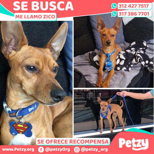 Foto de mascota Zico