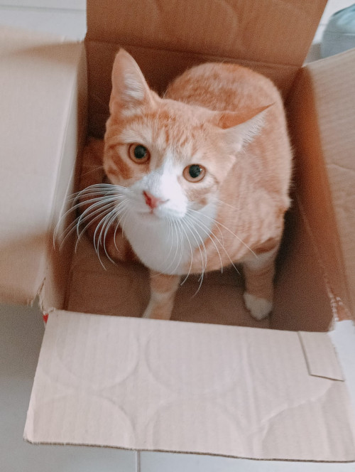 Boris