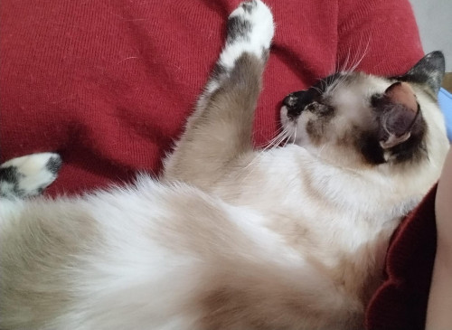 Khalessi