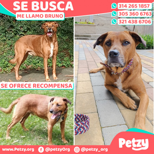 Foto de mascota Bruno