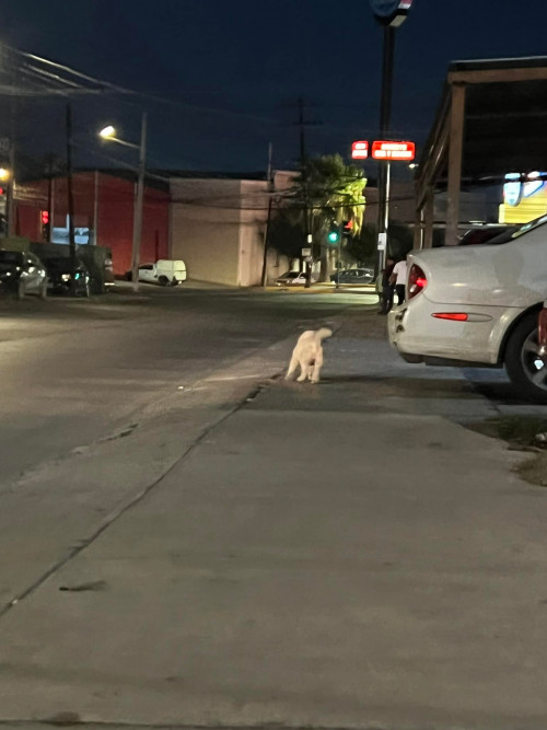 Gustavo